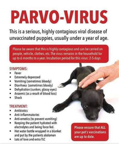 parvo meaning in tagalog
